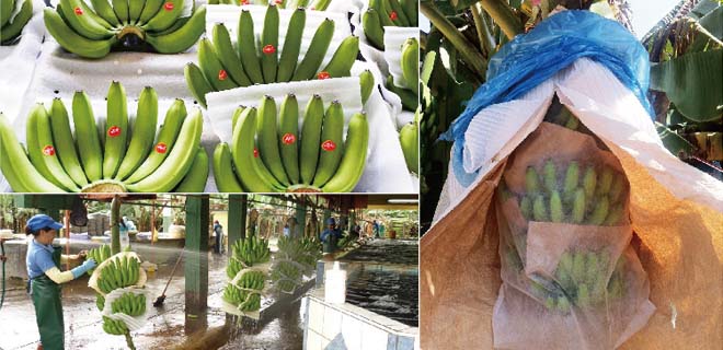 Banana bag tube-like EPE foam machine Banana bag tube-like EPE foam machine